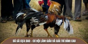 đá gà cựa dao là gì tại abc8