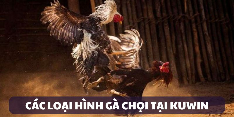 Các loại hình gà chọi